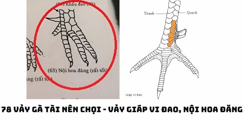 Chọn gà có giáp vi đao, nội hoa đăng